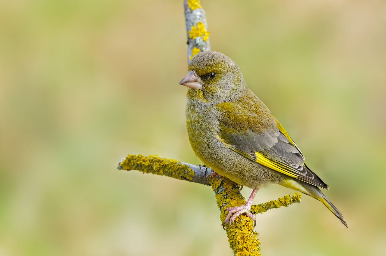 Verdone (Chloris chloris)